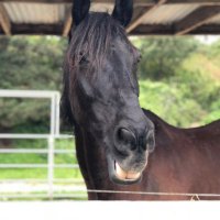 Christina (@crikalli) 's Twitter Profile