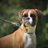 LocalLeash's profile image