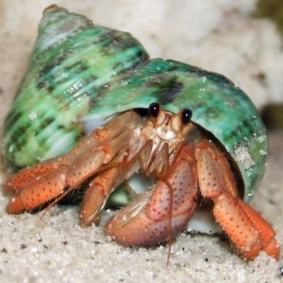 Wandering Hermit Crab