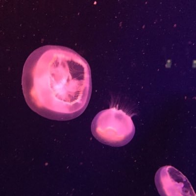 海月海星 ポケモンマスター Harinosuke158 Twitter 海月海星 ポケモンマスター Harinosuke158 Twitter