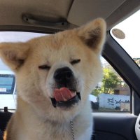 はちわれ兄弟@スーパー ヒーリング ブラザーズ。 (@tenzan0728) 's Twitter Profile Photo
