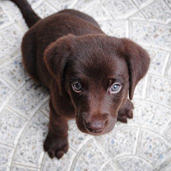 Follow us if you love Labs!🐕 📲Use #Lablover_feature for your chance to be featured!