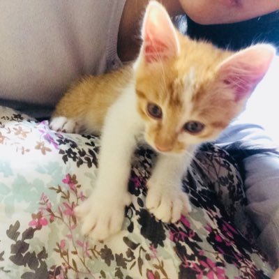 ispace_ufo's profile picture. ねこ/映画/124spider/MT-07