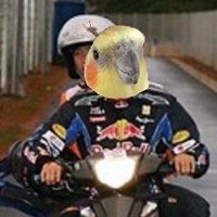 トロンベは巨大なインコ🦜(パンダさんパワー🐼 (@dggxam2trombe) 's Twitter Profile