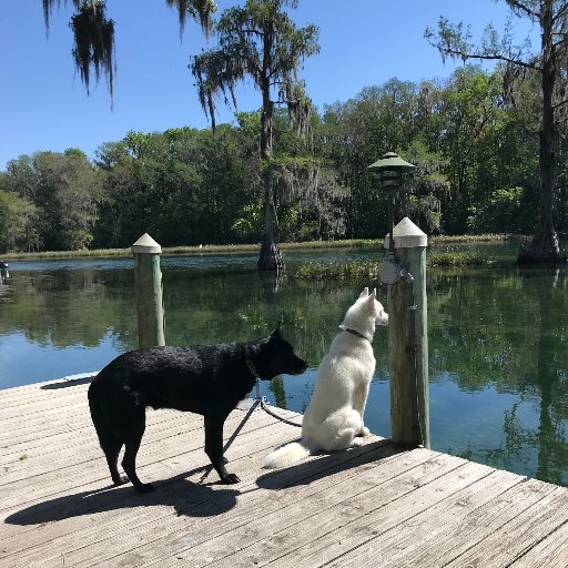 saxonnelson's profile picture. ole miss alumnus/ GW law school/ play dead 🐢🌹💀⚡️
