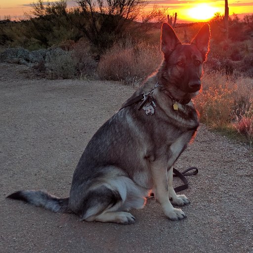 Owner of GSDs, limited to 2. Staunch conservative but Christian first.  And don't confuse my anger for sin; even Jesus got angry once in a while.