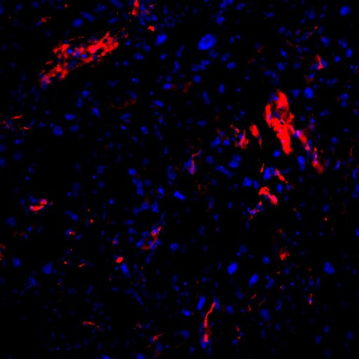 gur_lab's profile picture. Studying interactions between prenatal stress, the intrauterine environment, and the gut-brain axis 🐭🔬🧠🦠🤰
