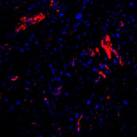 The Gur Lab (@gur_lab) 's Twitter Profile