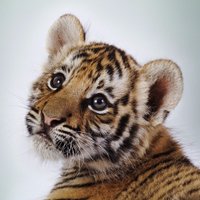 Dianne Tovey (@sratovey) 's Twitter Profile