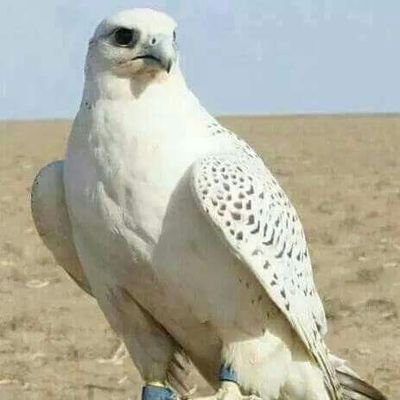 لا اله الا الله محمد رسول الله لا حول و لا قوه الا بالله علي العظيم سبحان الله و الحمد لله الله اكبر