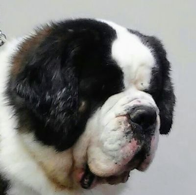 Lifelong Hoosier fanatic, Chicago Cubs fan & AKC Breeder of Merit - St Bernards