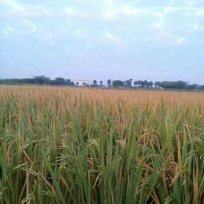 SKumarakrishna2's profile picture. விவசாயி