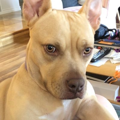 unkiemike's profile picture. 마이크 삼촌 Mathematics wonk. Pittie daddy. Horror fanatic. Master of sarcasm. Loving hubby. Professional frightener (retired).