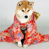 ããããã«ãª (@obi1lockstock) 's Twitter Profile Photo ããããã«ãª (@obi1lockstock) 's Twitter Profile Photo