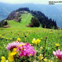 Hamib (@habibimalani77) Twitter profile photo