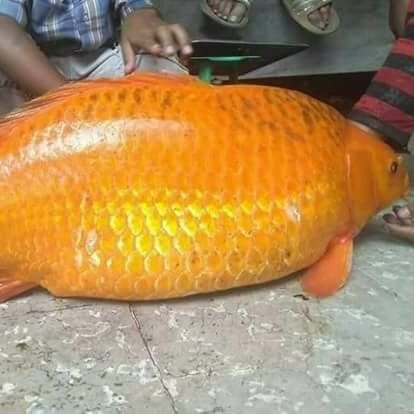 kojomau's profile picture. bekerja adalah ibadah malas adalah kesukaran hidup.