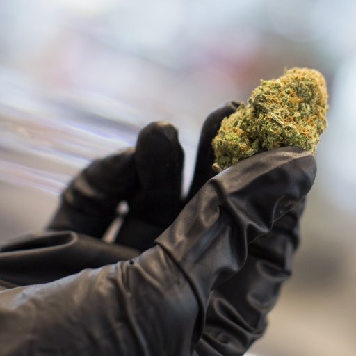 A solution for all cannabis-handling needs. These #nitrile #gloves are designed specifically for handling #cannabis plants, extracts, and other products.