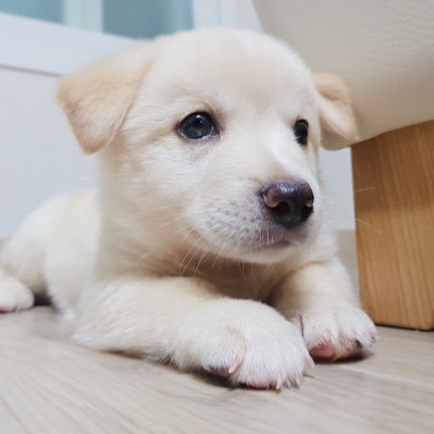 재이/ 여아/2개월령. 유기견 엄마 밑에서 태어난 재이예요. 현재 임보엄마 집에서 하숙중이예요. 재이의 평생 가족이 되어주세요.