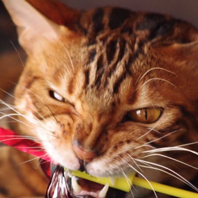 きぃのーと Profile