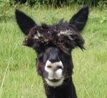 SirMaxxx's profile picture. Software developer, father, drunkard