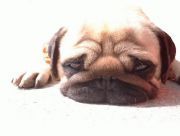 fukuba0909's profile picture. こころここにあらず
パグ好きのおっさんです