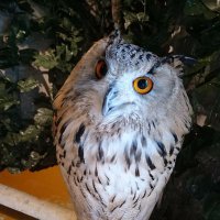 さき (@kiki__e617) Twitter profile photo