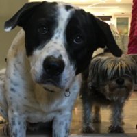 Chris Michael (@cmichaelmd) 's Twitter Profile