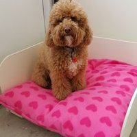 Distillery Dog(@DogDistillery) 's Twitter Profile Photo