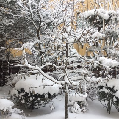 bonbonmiele's profile picture. 