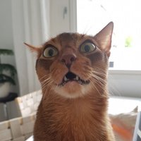 Science Cat (@sciencecat222) 's Twitter Profile