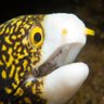 Delsus09's profile picture. Snowflake moray eels are commonly around 50cm in length, and live in saltwater ocean depths of between 2 and 30cm. You are welcome to send me pictures of eels.