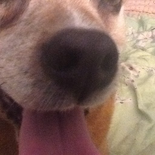 FireEMS911's profile picture. public safety, opera, dogs