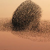 CSS/Italy (@cssitaly) 's Twitter Profile