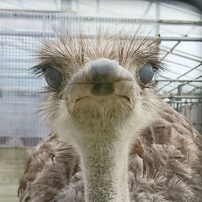 帯広畜産大学 ダチョウサークル だちょあるある 餌替えようとしてる時に限ってめっちゃ食べてくる かわいい 今日のサイロ 文責 もちぷよ