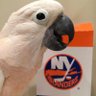 Tee11LINY's profile picture. New York Islanders Fan From The Womb To The Tomb #isles 🧡💙