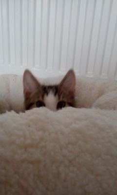 AdeleTaylor666's profile picture. 