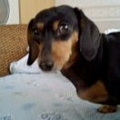 ログ (@logcqma) 's Twitter Profile Photo