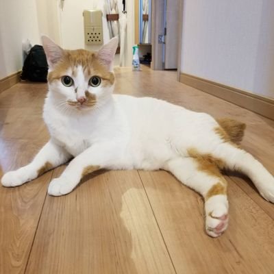 猫 6歳  最近太ったのでダイエットしてます  
猫から進化する