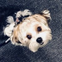 SneakstheMorkie(@SneakstheMorkie) 's Twitter Profile Photo