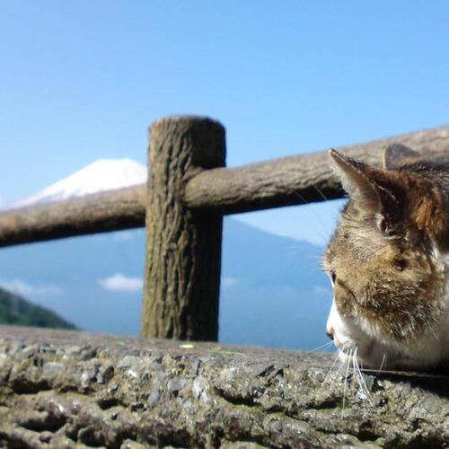 南国がいいなー