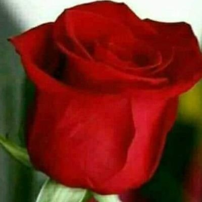 JadeMaiti's profile picture. 