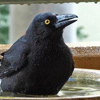 Sydney Birdbath 🕊(Coffs)(@sydneybirdbath) 's Twitter Profile Photo