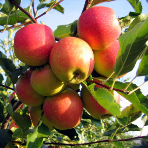 LocalProduceJob's profile picture. Local Produce Employment