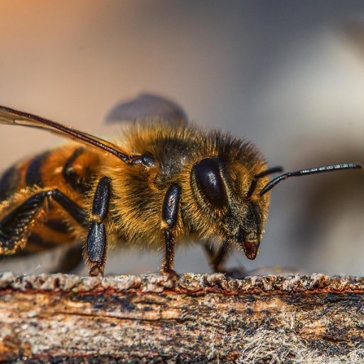 Syndicat national d'apiculture: Défendre les intérêts des #abeilles et des #apiculteurs. #Néonicotinoïdes #FrelonAsiatique #varroa #OGM.