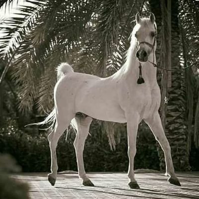 JZOS2HYxQYmbDHR's profile picture. 