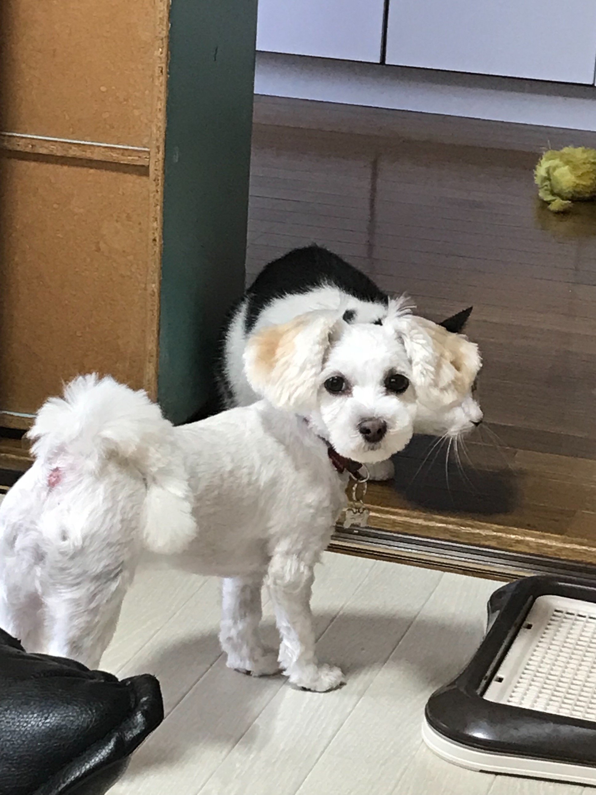 じゅんじゅん
