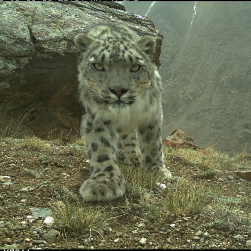 snowleopardkg Profile Picture