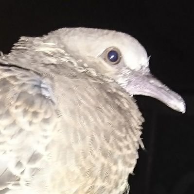 raiki_raiki_rai's profile picture. 「楽園」・「奎」同人・現代俳句協会会員
「塔」短歌会所属（作品集2）

#俳句/#短歌