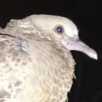 横井来季 (@raiki_raiki_rai) 's Twitter Profile Photo 横井来季 (@raiki_raiki_rai) 's Twitter Profile Photo
