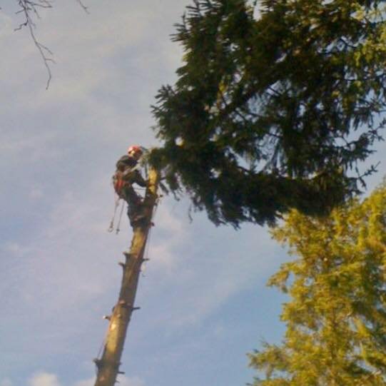 DJCaseyTreecare's profile picture. We offer a wide range of services including #TreeSurgery, felling, pruning, crown reduction, hedge trimming, logs and conservation in #Horam #EastSussex